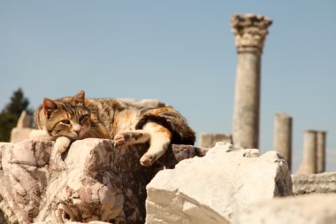 Efes