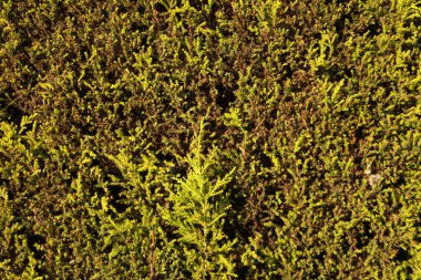 çam ağacı ve çam kozalağı