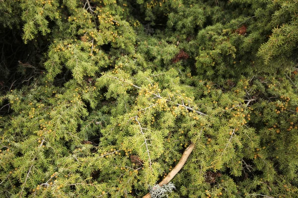 Arbre à pins — Photo