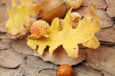 meşe palamutları meşe yaprakları