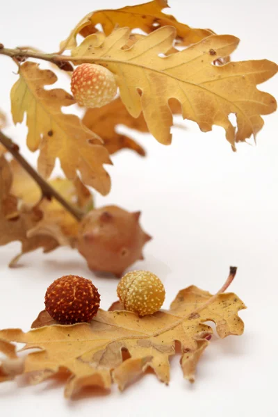 Acorns oak leaves — Stock Photo, Image
