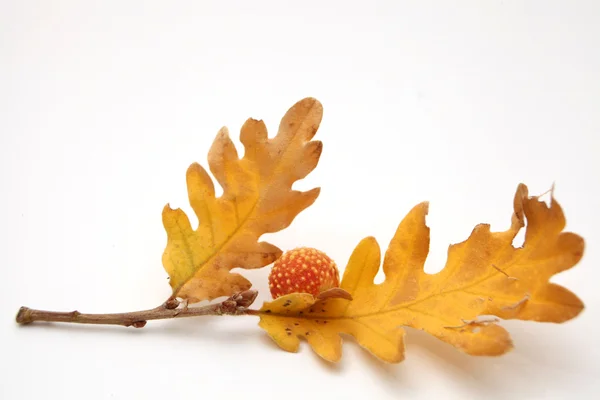 Acornes feuilles de chêne — Photo