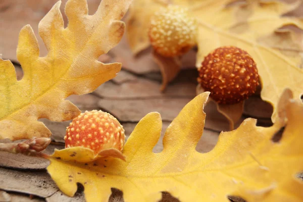 Meşe palamutları meşe yaprakları — Stok fotoğraf