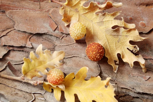 Meşe palamutları meşe yaprakları — Stok fotoğraf