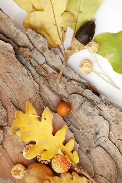 Acorns oak leaves — Stock Photo, Image