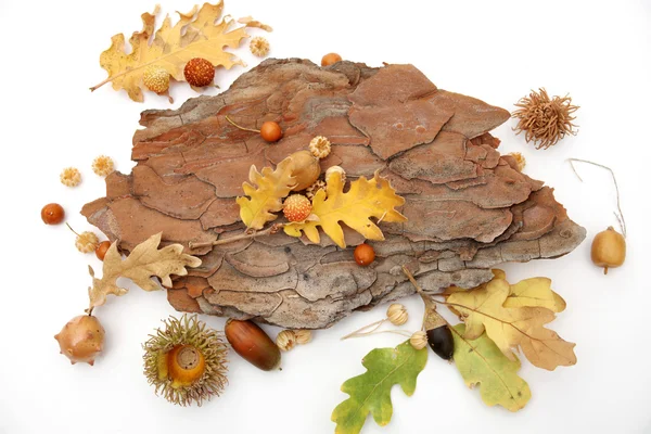 Acorns oak leaves — Stock Photo, Image