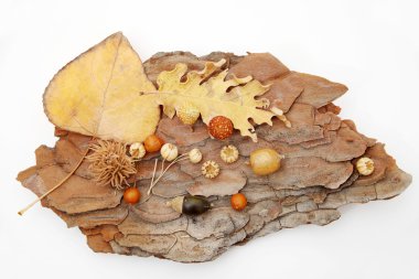 meşe palamutları meşe yaprakları