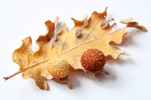 도토리 참나무 잎 — 스톡 사진