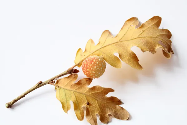 Žaludy dubové listí — Stock fotografie