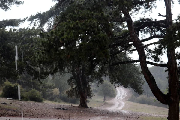 Pioggia Nella Pineta — Foto Stock