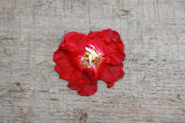 Увядшая Красная Роза Деревянном Столе — стоковое фото