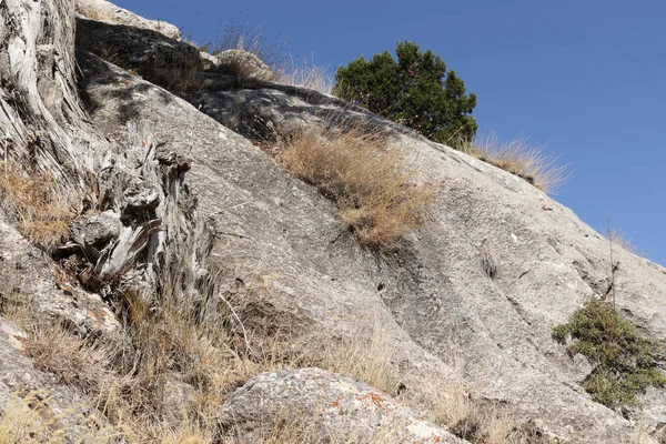 トルコのタウルス山脈で成長するジュニパーツリー — ストック写真