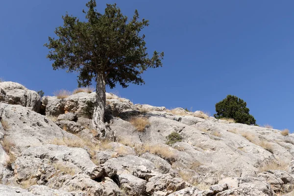 Juniper Tree Growing Taurus Mountains Turkey — Stock Photo, Image