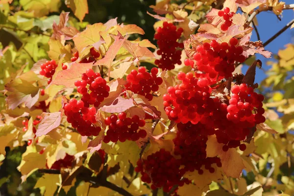 Ripe Viburnum Berries Autumn — Stock Photo, Image