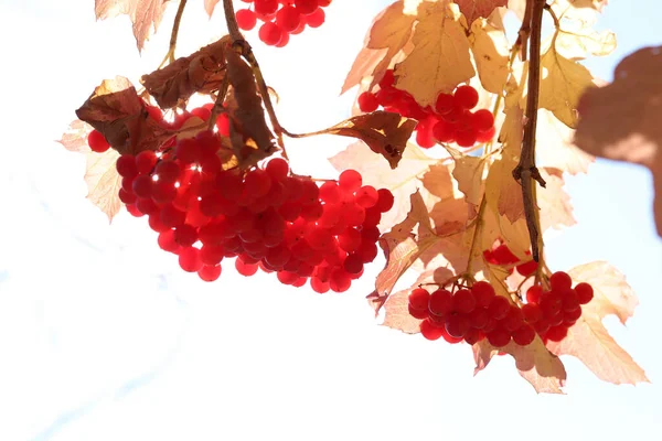 Ripe Viburnum Berries Autumn — Stock Photo, Image