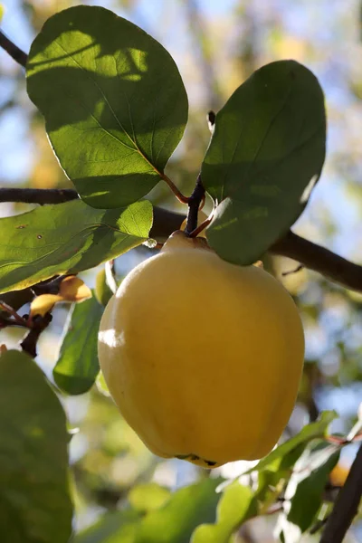 Стиглі Жовті Плоди Айви Гілці Дерева Сонячний Осінній День — стокове фото
