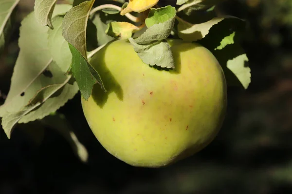 Mogna Gröna Äpplen Äppelträdgård — Stockfoto