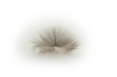 Beyaz arkaplanda tüy var. Doku arkaplanı.