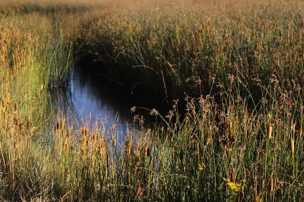 Algunos Bovinos Junto Agua Del Lago — Foto de Stock