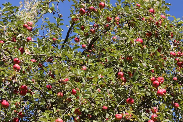 Ekologiska Röda Äpplen Fruktträdgården — Stockfoto