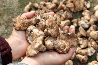 Sonbaharın tadı, matsutake mantarları