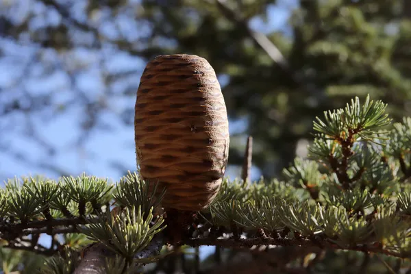 Cedar Wood Brown Cones — Stock Photo, Image