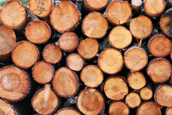 Кучи Дерева Концепция Лесоматериалов Лесного Хозяйства Энергетики Обработки Древесины — стоковое фото