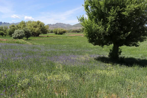 Wildflowers Spring Biodiversity Nature — Stock Photo, Image