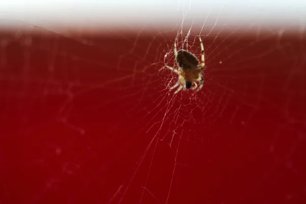 Little Spider Cobweb — Stock Photo, Image