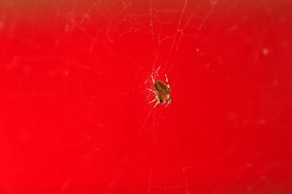 Kleine Spinne Auf Dem Spinnnetz — Stockfoto