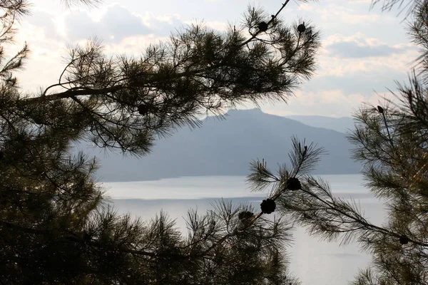 Pemandangan Danau Melalui Pohon Pinus — Stok Foto