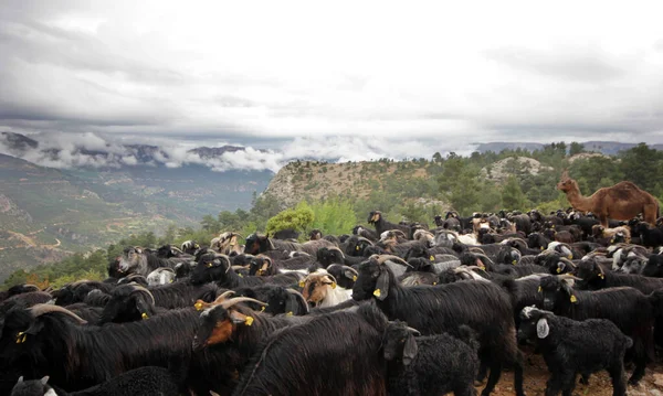 Una Manada Cabras Pastando Vida Nómada Anatolia — Foto de Stock