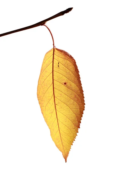 Yellow Leaf Isolated White Background — Stock Photo, Image