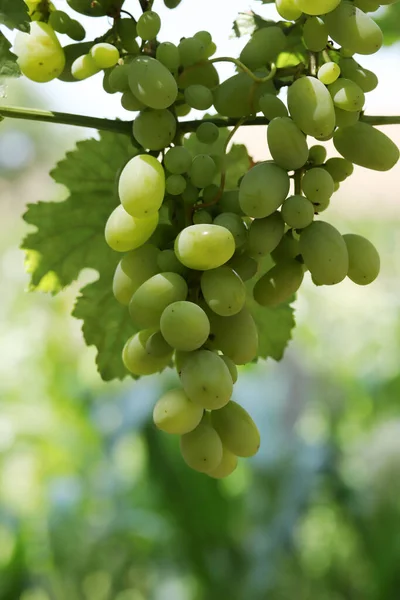 Uvas Verdes Ramo Vinha — Fotografia de Stock