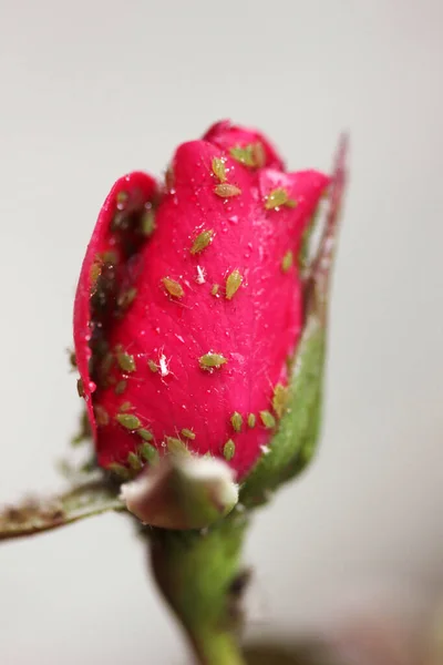 Afídio Rosa Bud Rose — Fotografia de Stock