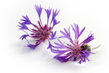 Siyanoz segetum - Cornflower. Çiçek arkaplanı.