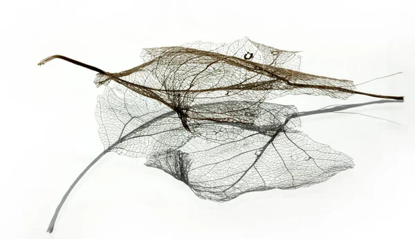 Liść Żyły Tekstury Tło Abstrakcyjne — Zdjęcie stockowe