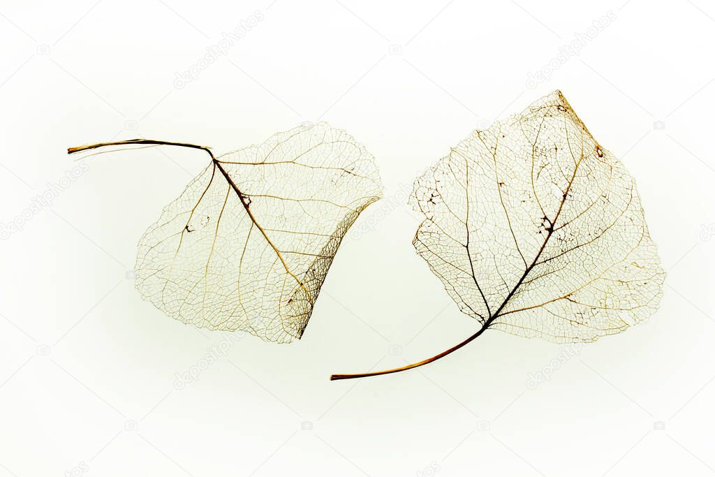  leaf vein texture background abstract