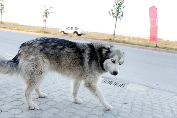 Blue Eyed Wolfhound Highway — Stock Photo, Image