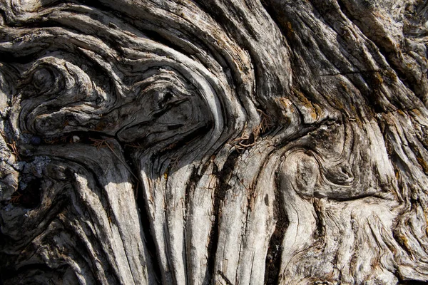 Baum Textur Hintergrund Natürliche Hintergründe — Stockfoto