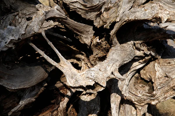 Textura Del Árbol Fondo Fondos Naturales — Foto de Stock