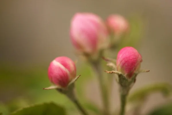 Roses Bourgeons Roses Dans Roseraie — Photo