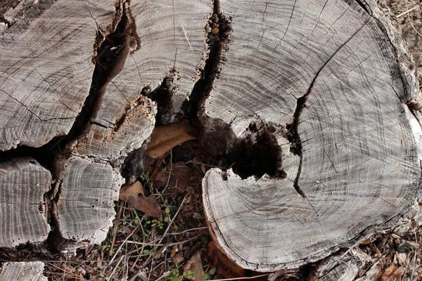 Фон Натуральной Текстуры Дерева — стоковое фото