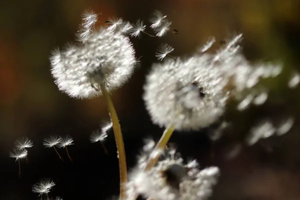 Семена Одуванчиков Дующие Ветру — стоковое фото