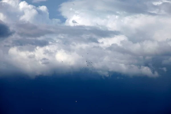 曇り空を飛ぶハト — ストック写真