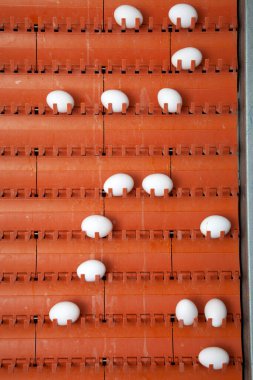 fresh chicken eggs on the conveyor belt