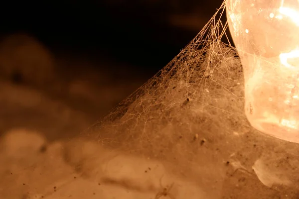 Light Bulb Spider Web — Stok fotoğraf