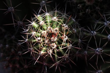  cactus plant spines close-up texture background
