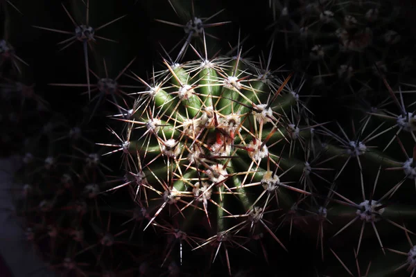 Cactus Plant Spines Close Texture Background — Fotografia de Stock