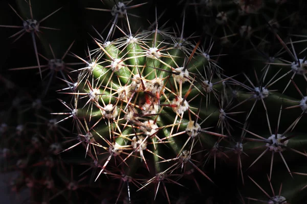 Cactus Plant Spines Close Texture Background — 스톡 사진